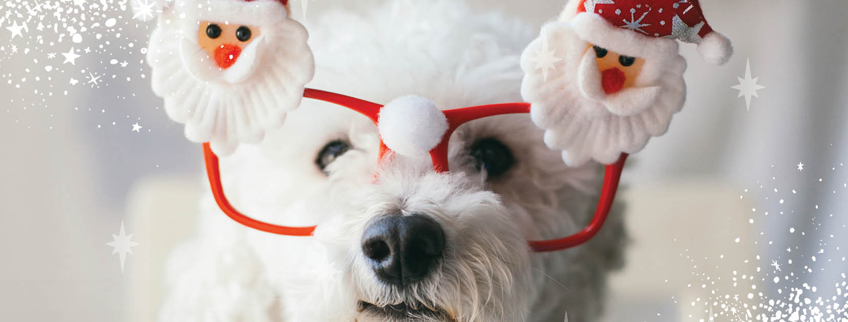 Santa Pet Photography